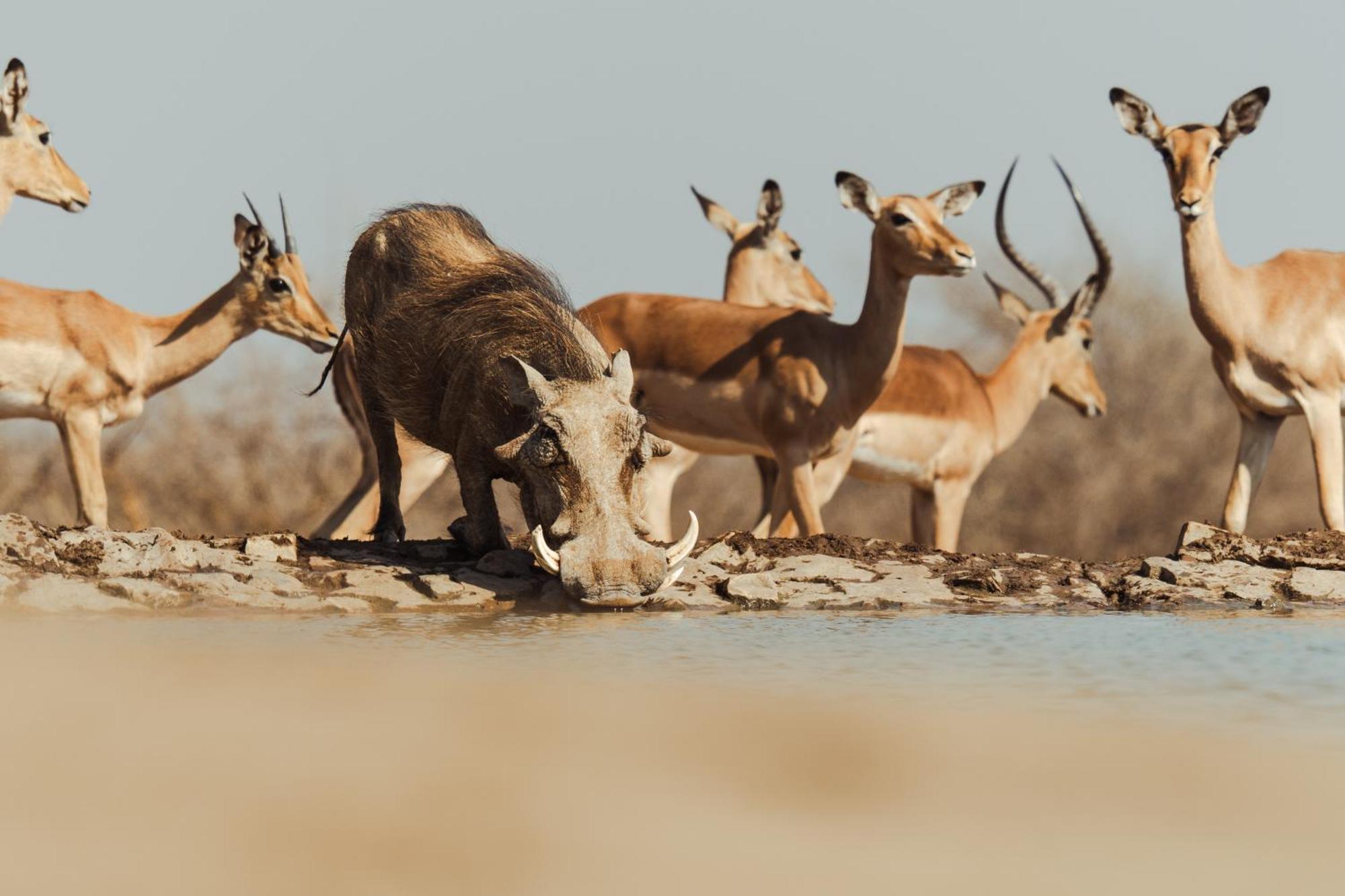 Last Word Madikwe Madikwe Game Reserve Exterior foto