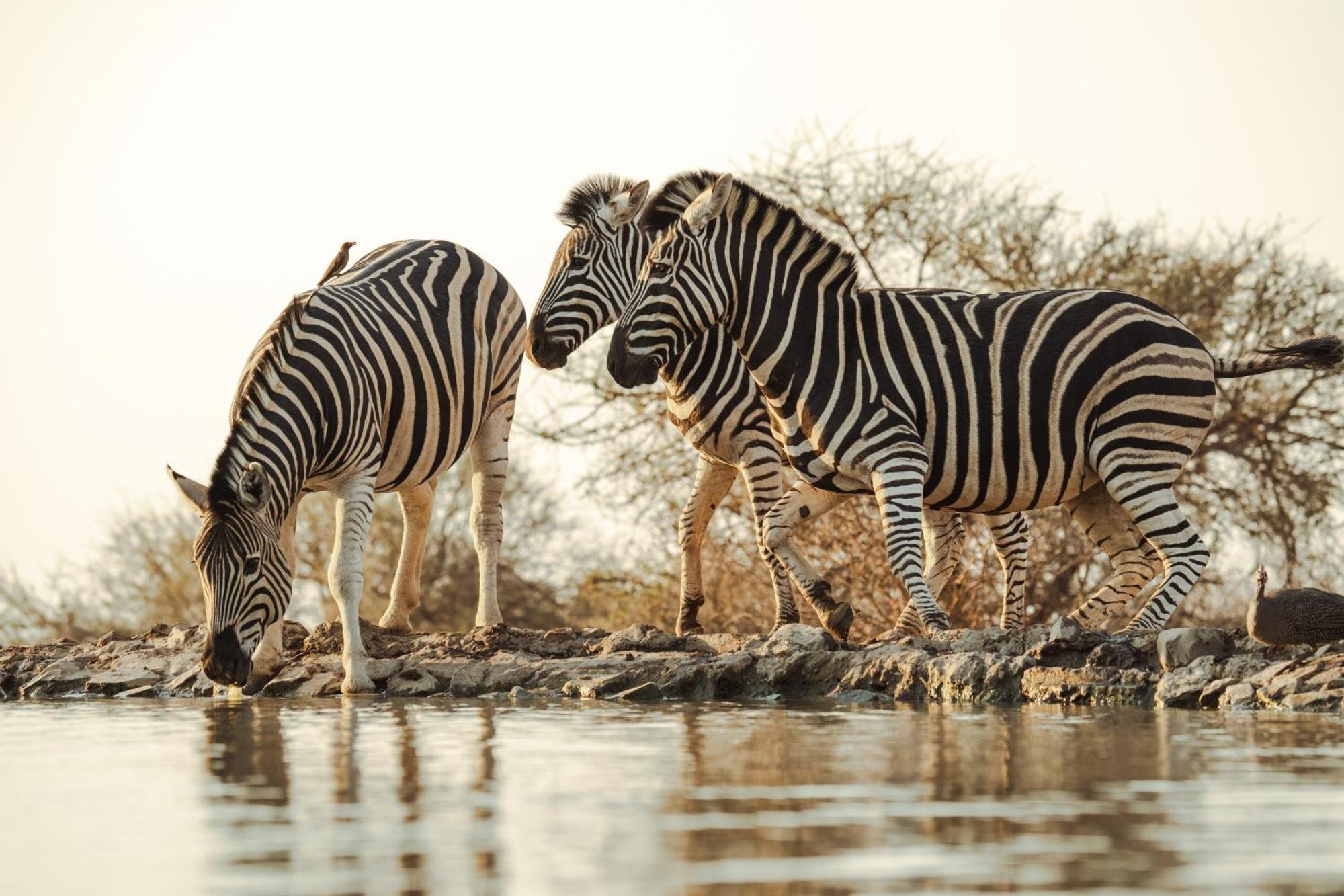 Last Word Madikwe Madikwe Game Reserve Exterior foto